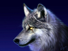Nigh_Hawk